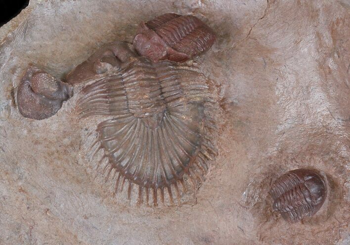 Red Thysanopeltis & Gerastos Trilobites - Hmar Laghdad #39884